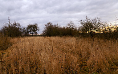 Image showing dried grass  