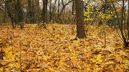 Image showing the autumn wood  