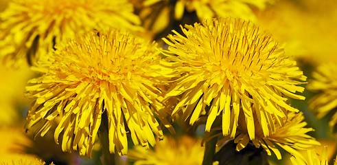 Image showing dandelion 