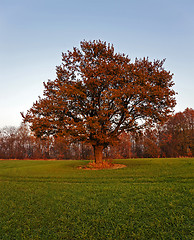 Image showing oak. fall