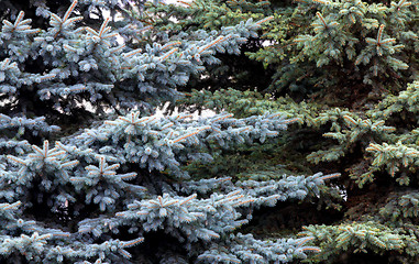 Image showing fir branches