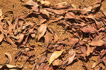 Image showing Dried leaves