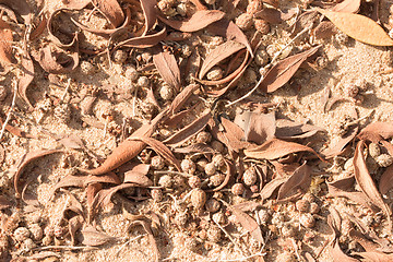 Image showing Dried leaves