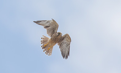 Image showing Falcon flying