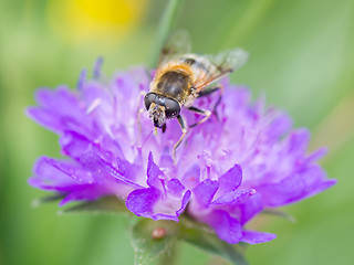 Image showing Bee on flower