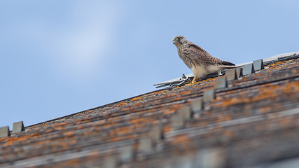 Image showing Falcon perched on a roof