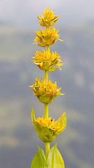 Image showing Yellow flower in the Swiss alps