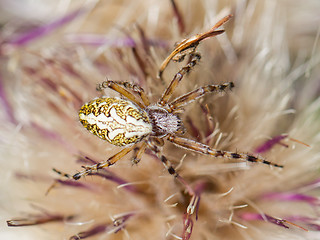 Image showing Small spider hiding in a flower