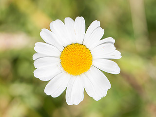 Image showing Closeup of a beautiful yellow and white Marguerite