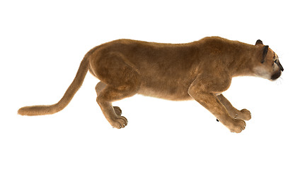 Image showing Big Cat Puma