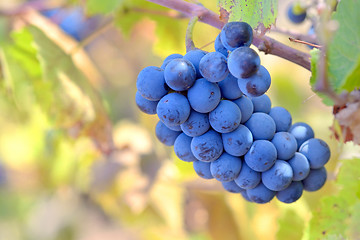 Image showing bunch of red grapes 