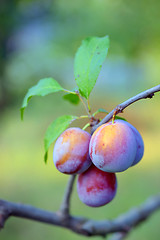 Image showing ripe plums