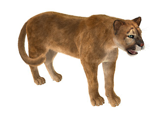 Image showing Big Cat Puma