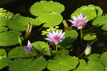 Image showing Nymphaea colorata