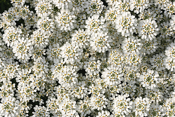 Image showing Iberis sempervirens 'Snow Cushion' ...