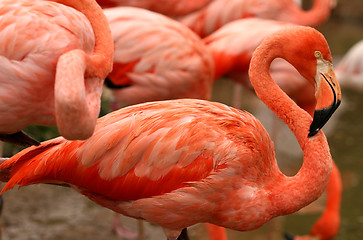 Image showing Red exotic bird - flamingo