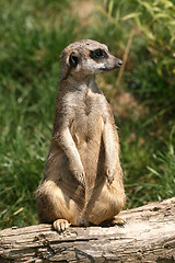 Image showing Sitting suricate