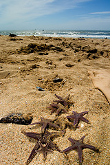 Image showing Star fish on the sand