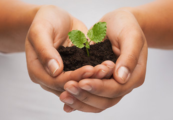 Image showing woman hands holding plant in soil