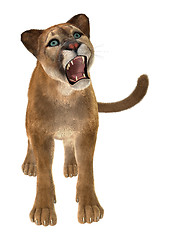 Image showing Big Cat Puma