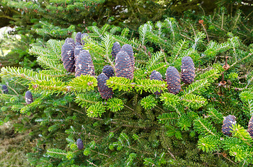 Image showing fir cones