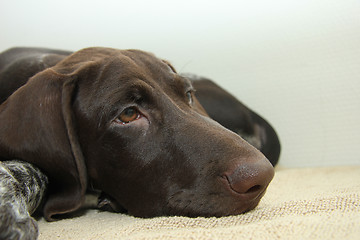 Image showing German Shorthaired Pointer puppy