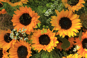 Image showing Sunflowers