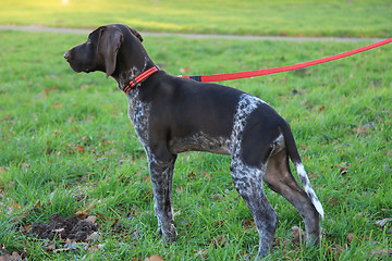 Image showing German Shorthaired Pointer puppy