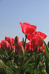 Image showing Pink tulips growing on a fiield