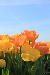 Image showing Yellow and orange tulips