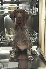 Image showing Dishwasher Dog