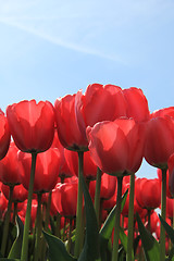 Image showing Pink tulips