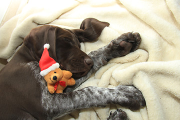 Image showing Dreaming of a dog\'s Christmas