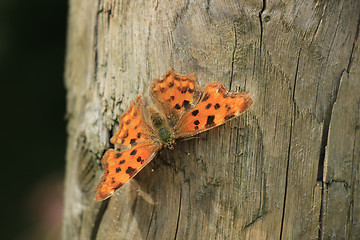 Image showing Comma Butterfly