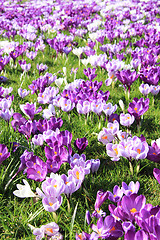 Image showing purple crocuses