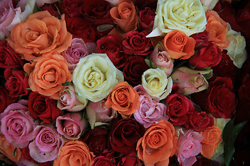 Image showing Bridal roses in various colors