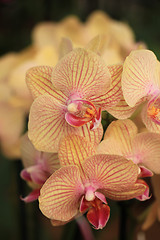 Image showing Phalaenopsis orchid