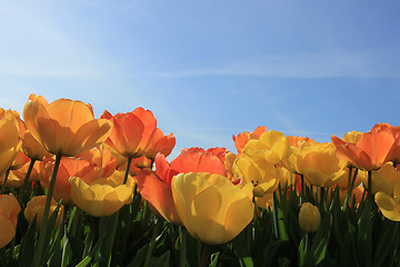 Image showing Yellow and orange tulips