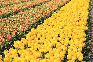 Image showing yellow tulips in a field