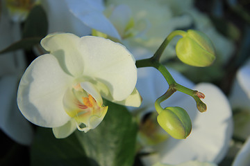 Image showing Phalaenopsis orchid in bridal bouquet