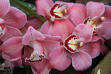 Image showing Pink cymbidium orchid