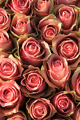 Image showing Pink roses in a bridal arrangement