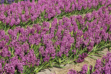 Image showing purple hyacints