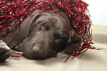 Image showing Christmas Pointer with red tinsel