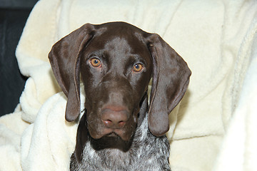 Image showing German Shorthaired Pointer puppy