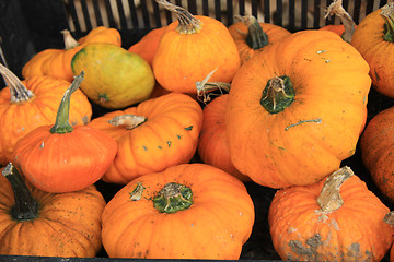 Image showing Pumpkins