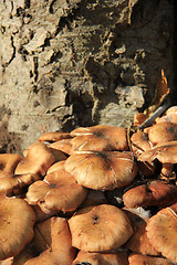 Image showing Mushrooms near a tree