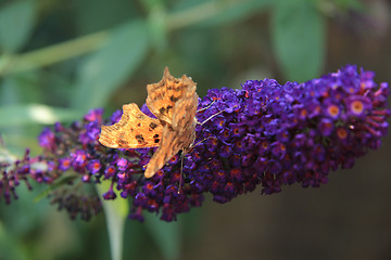 Image showing Comma butterfly or Polygonia C Album