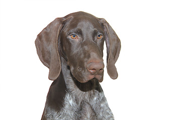 Image showing German Shorthaired Pointer