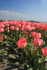 Image showing Pink tulips and a blue sky